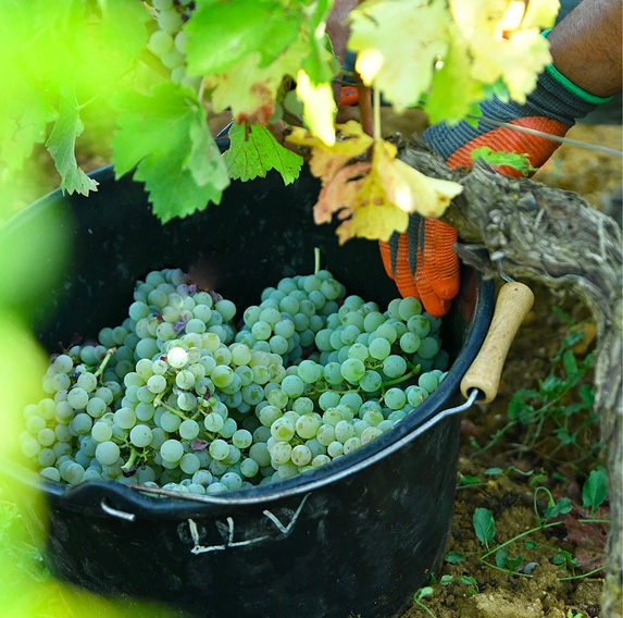 We're picking white grapes at @chateaulalouviere, Ch. de Rochemorin and Château de Cruzeau, @couhins_lurton and @chateaubonnet to follow. Our teams are working hard to bring you the best, from the vineyard to the cellar #harvest #harvest22 #vendanges