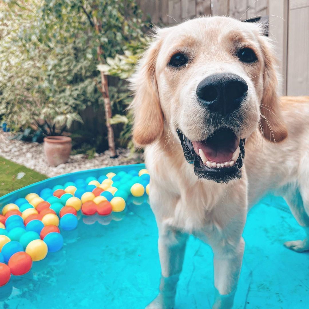 PurinaUK's tweet image. A #paddlingpool is great fun for all the family – especially our #dogs! 🐶☀️

🎥 Here’s Pluto keeping cool in the pool at home! 🐾

11 handy tips for keeping your dogs cool at home: bit.ly/3PHucwQ

#BankHolidayMonday