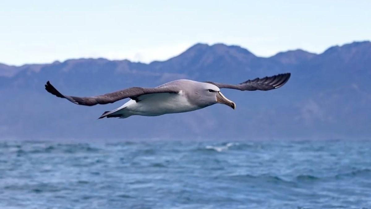 Albatross Task Force tweet media