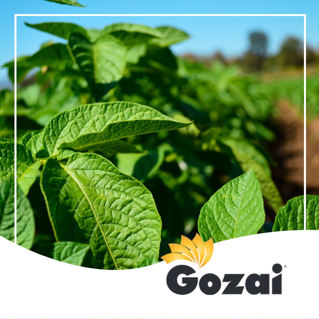 certis_belchim's tweet photo. Gozai - an effective stem desiccant for use in Potatoes🥔🥔🥔🥔
Apply Gozai in bright, warm and actively growing conditions. From mid-morning to mid-afternoon - when there is good light intensity.
#Gozai #Potatoes https://t.co/CZ0kgGhOuq