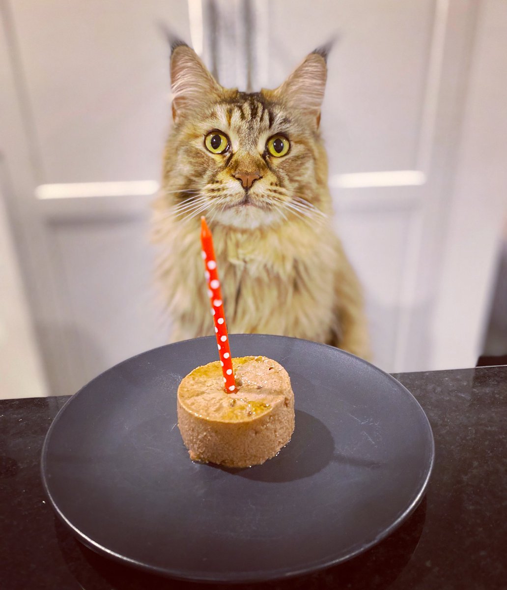 themaineluna's tweet photo. Happy birthday to me. Not sure what all the fuss is about but I totally deserve it 🥳🧡🥰 #mainecoon #CatsOfTwitter #CatsOnTwitter #catsofinstagram #catsbirthday https://t.co/6AgzU1IuKO