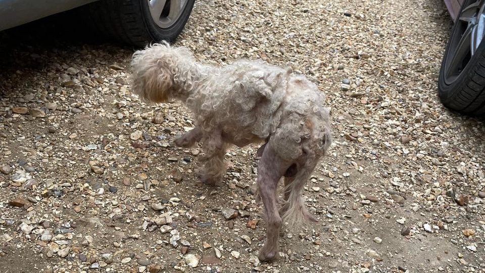 Please retweet, dogs are being dumped by owners, often breeders, as less people are buying puppies. 

Animal shelters are full, so owners are getting dogs put down when they are no longer wanted. 
We have more pets than homes. The government should ban the sales of pets online.