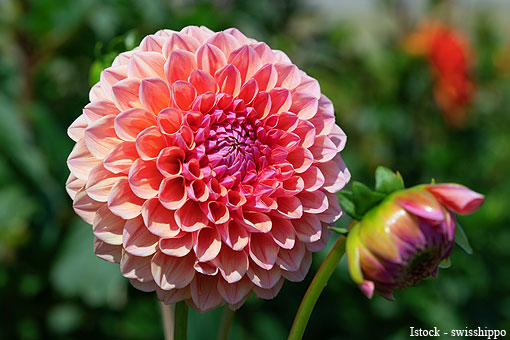 Fiori&Foglie - Tgcom24 tweet media