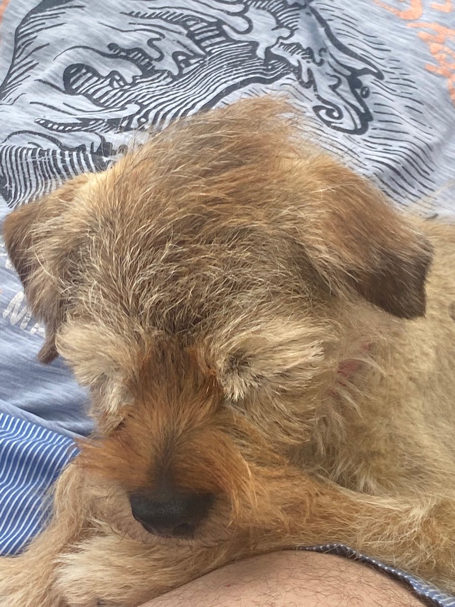 Forsh2020's tweet photo. Betty trying to decide on her #bankholiday hairstyle - mohawk or comb over.
What do you think pals? Make the right choice! 🤞😘🐾 #BorderTerrier #BTPOSSE #dogsoftwitter https://t.co/Gko1T2G5dJ