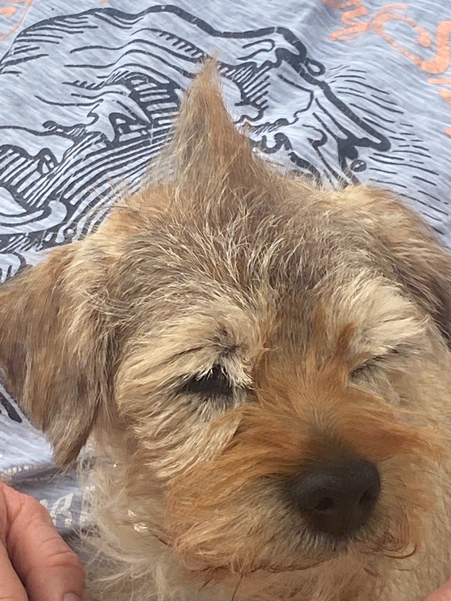 Forsh2020's tweet photo. Betty trying to decide on her #bankholiday hairstyle - mohawk or comb over.
What do you think pals? Make the right choice! 🤞😘🐾 #BorderTerrier #BTPOSSE #dogsoftwitter https://t.co/Gko1T2G5dJ