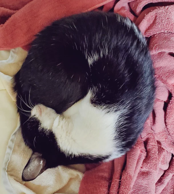 ねこ 