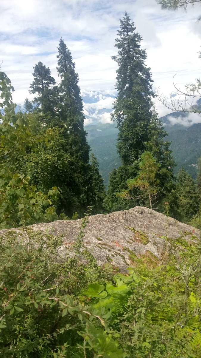 Rajinde15863622's tweet photo. #beautifulvie monsoon Day! 🌳 #nature #landscape #trees #Yellow #Flowers
#khadrala #HimachalPradesh
#shimla #monsoonsession2022 https://t.co/ooKUsu8mPg