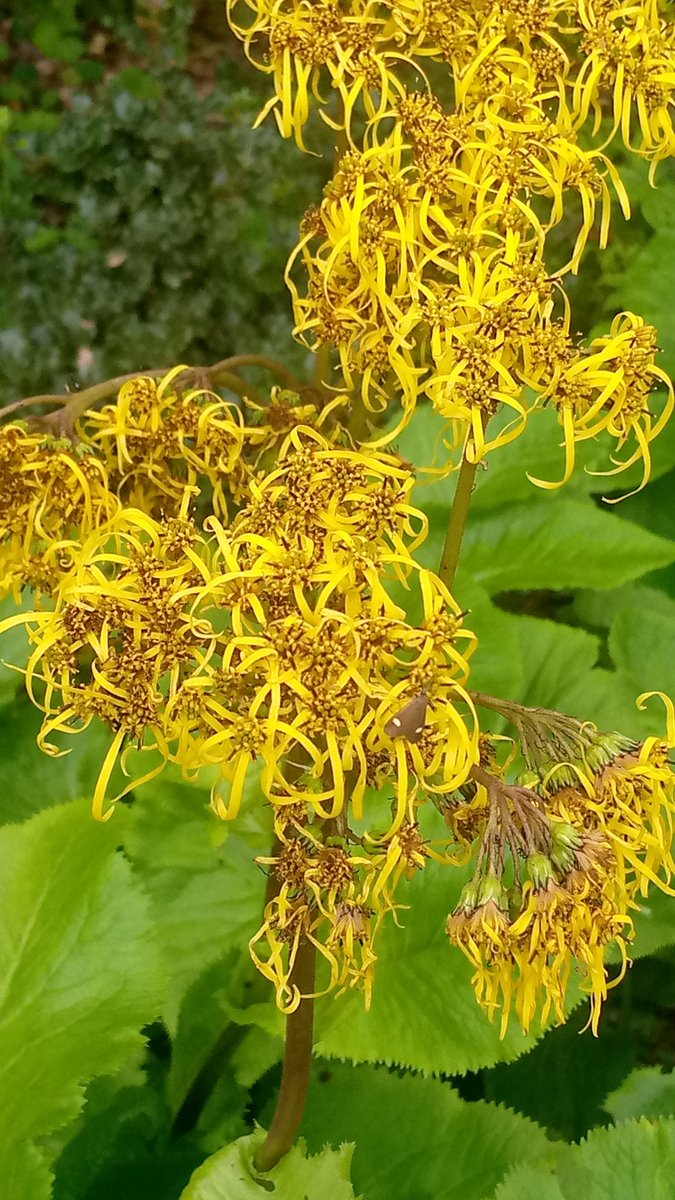 Rajinde15863622's tweet photo. #beautifulvie monsoon Day! 🌳 #nature #landscape #trees #Yellow #Flowers
#khadrala #HimachalPradesh
#shimla #monsoonsession2022 https://t.co/ooKUsu8mPg