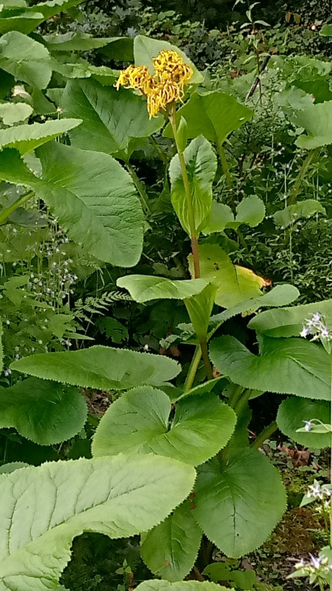 Rajinde15863622's tweet photo. #beautifulvie monsoon Day! 🌳 #nature #landscape #trees #Yellow #Flowers
#khadrala #HimachalPradesh
#shimla #monsoonsession2022 https://t.co/ooKUsu8mPg