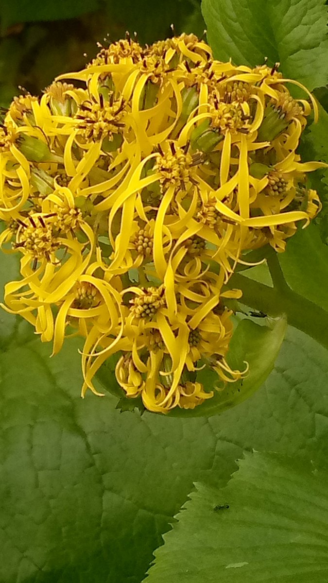 Rajinde15863622's tweet photo. #beautifulvie monsoon Day! 🌳 #nature #landscape #trees #Yellow #Flowers
#khadrala #HimachalPradesh
#shimla #monsoonsession2022 https://t.co/ooKUsu8mPg