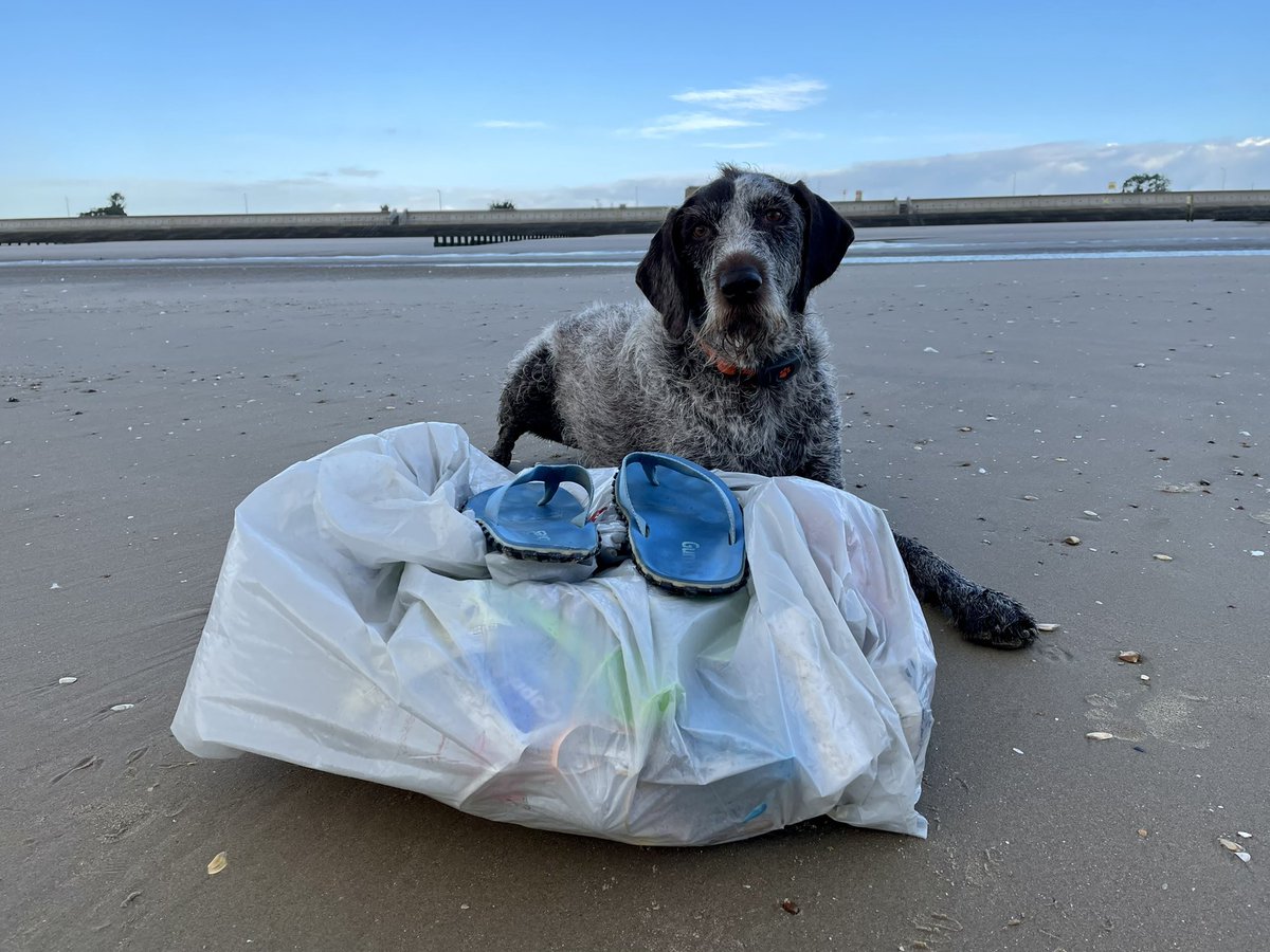 HayhurstBoo's tweet photo. The reason I get to stay out so long is because the humans pick up rubbish on their beach clean #lazy #doingtheirbit @hakabean21 #help #toomuch #recycle #binit #lovemybeach #mondaymotivation https://t.co/oVXuuwJc8v