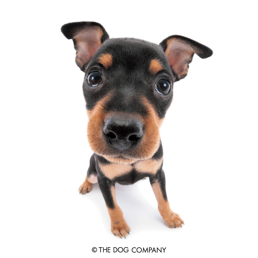thedog_en's tweet photo. Finally it's getting cooler these days!
#miniaturepinscher #minpin #minipinscher #minipinlove #minpinstagram #dog #dogstagram #dogsofinstagram #puppy #pet #instadog #doglover #thedog #thedogandfriends https://t.co/G1sDheLvTB