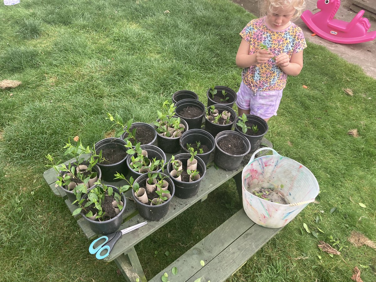 CharltonJohn's tweet photo. Bit of #BankHolidayMonday #horticulture. Making some new #privit plants for the next bit of hedging in the garden. #garden365 https://t.co/WEZNQMR6YB