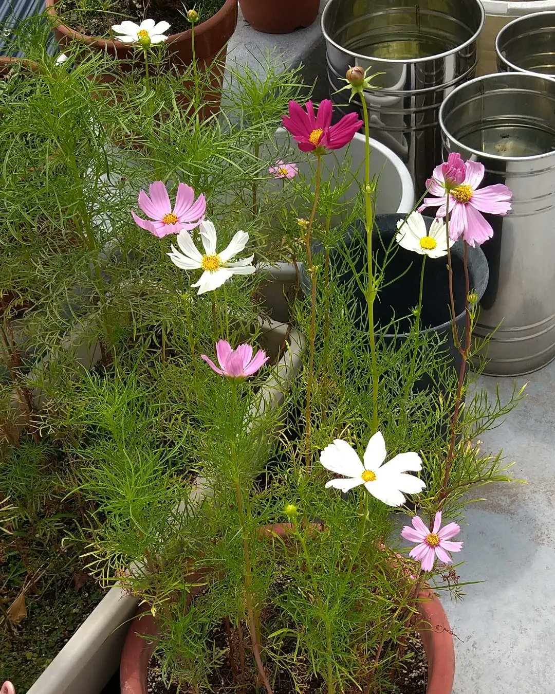 可憐で好きな花 Twitter Search Twitter