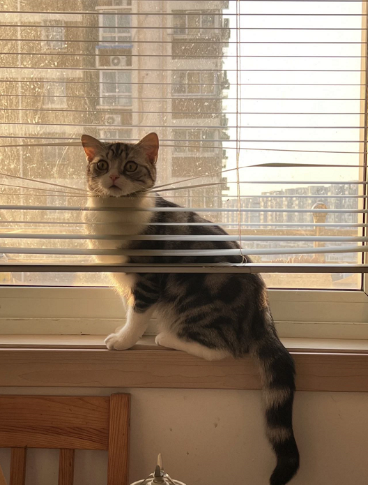 ThreeKitty_Wong's tweet photo. Hi people😎
#CatsOfTwitter #cats #CatsLover https://t.co/GgRUmkHJja