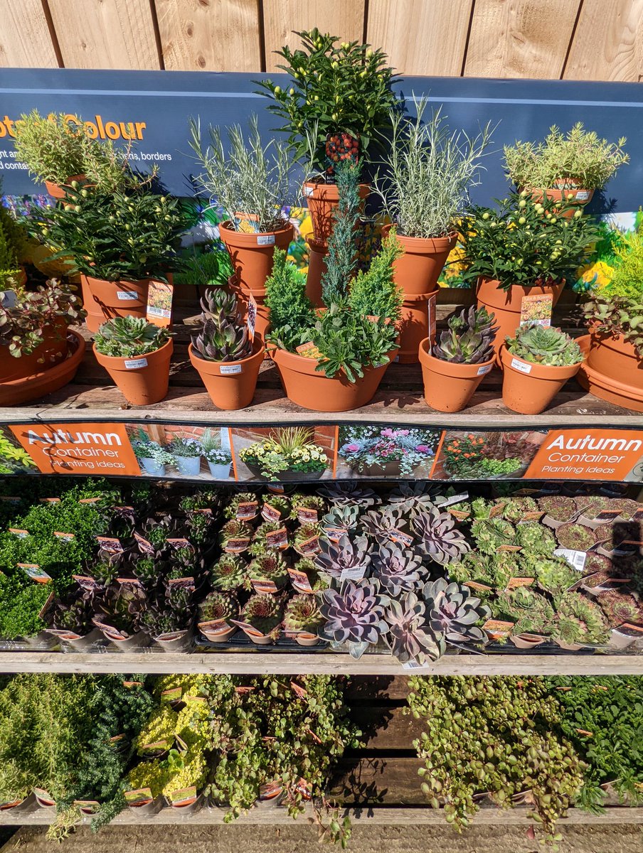 Wanting to spruce up your garden this Autumn?

We've got a great range of plants that are perfect for planting in Tubs & Baskets to bring a bit of fresh life to your garden 🌿🍂
#sunshinegardencentre #autumnplants
