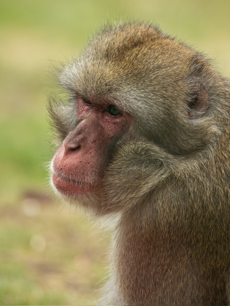 A Japanese Macaque taken last week. #wexmondays