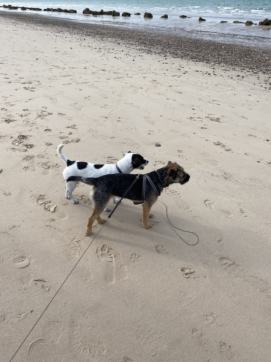 pip_mouse's tweet photo. Yesterday we took the ‘Wolfs’ (Little and More Senior) to Findhorn Beach yesterday in honour of The Butler’s Birfday 🎉🎉 Little Wolf (who is now taller than Dottie) needed to then chew on a buffalo horn to relax in the evening #bigteef 😬🐭 https://t.co/hpWMtLIf3U