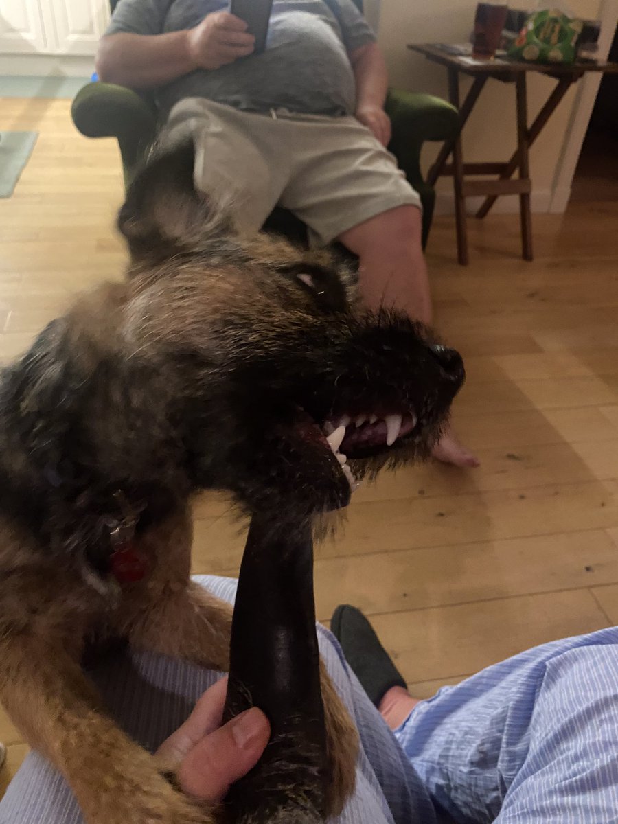 pip_mouse's tweet photo. Yesterday we took the ‘Wolfs’ (Little and More Senior) to Findhorn Beach yesterday in honour of The Butler’s Birfday 🎉🎉 Little Wolf (who is now taller than Dottie) needed to then chew on a buffalo horn to relax in the evening #bigteef 😬🐭 https://t.co/hpWMtLIf3U