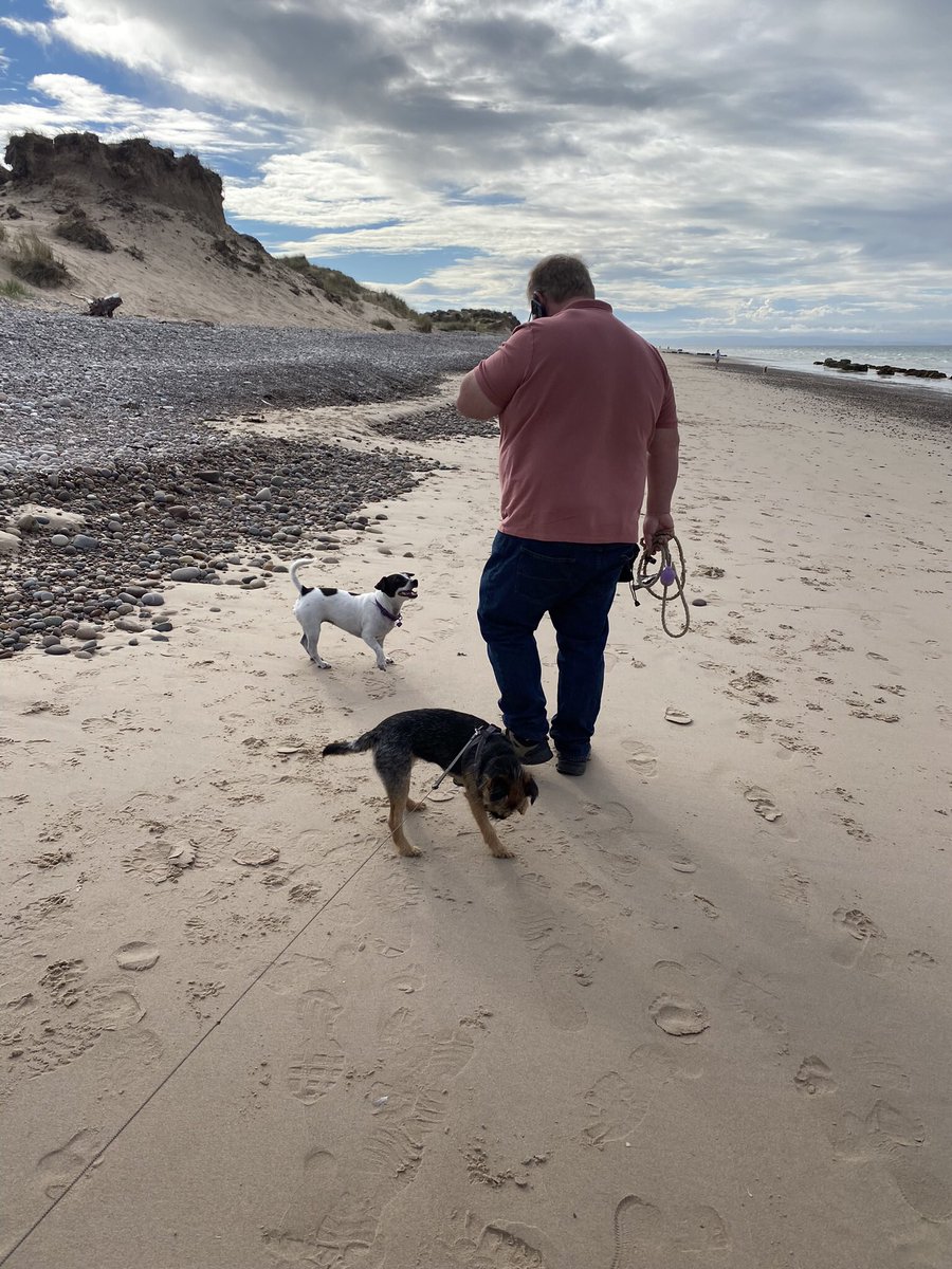 pip_mouse's tweet photo. Yesterday we took the ‘Wolfs’ (Little and More Senior) to Findhorn Beach yesterday in honour of The Butler’s Birfday 🎉🎉 Little Wolf (who is now taller than Dottie) needed to then chew on a buffalo horn to relax in the evening #bigteef 😬🐭 https://t.co/hpWMtLIf3U