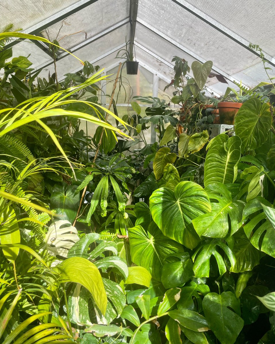 Spending my birthday in the greenhouse today! A very short glimpse of sun but still so nice