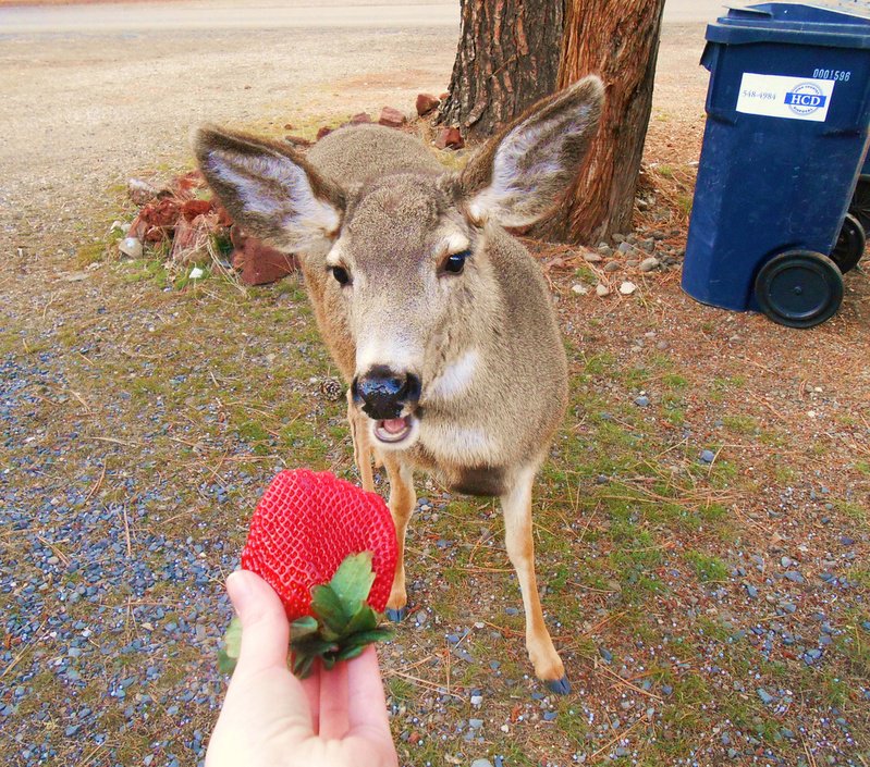 Do Deer Eat Strawberries?