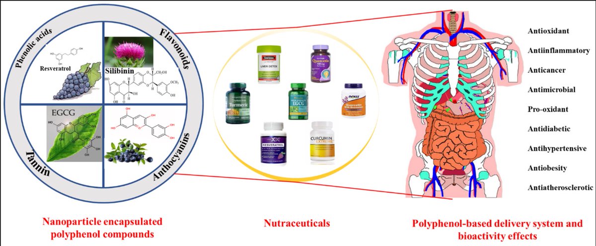 Foods_MDPI's tweet photo. #mdpifoods #Review_Collection🧐
Recommend the Review "#Polyphenols as Plant-Based #Nutraceuticals: Health Effects, #Encapsulation, Nano-Delivery, and Application" by Zhiheng Zhang et al.
Details at https://t.co/jwhNfUGTvF https://t.co/8sGzZbiAaW