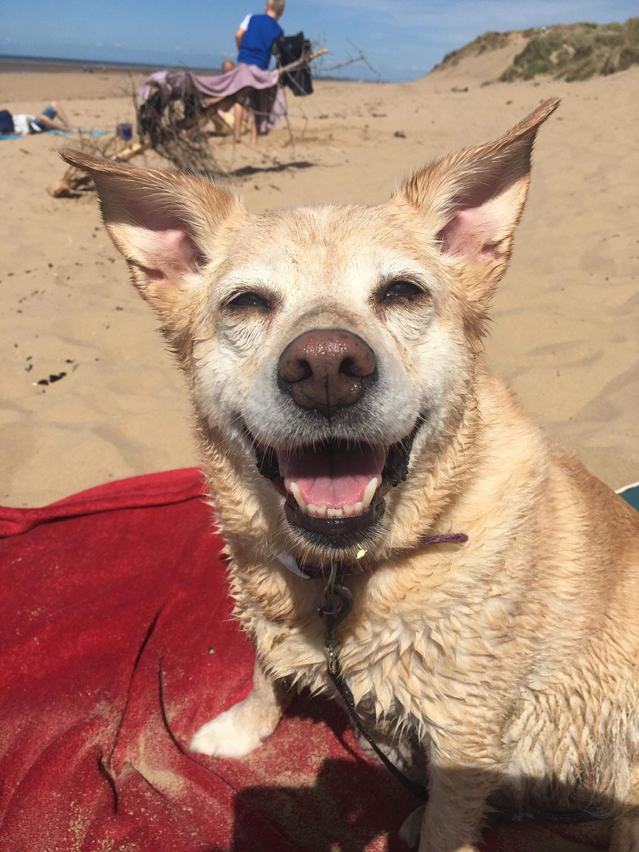 joanne_01's tweet photo. @Dogs4Rescue Meg. Went over the rainbow bridge three years ago. Missed every day. The very best girl there ever was 🌈🖤🌈 https://t.co/QzeWcf9ntn