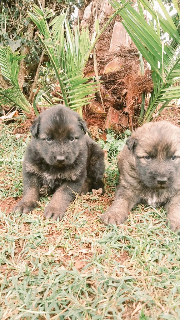 MarinerKF's tweet photo. Hi Dear Tweeps,am selling this cute puppies @30K. They are currently 3 months.They are Pedigree German Shepherds.KK9 Kennels is located at  Kirwara,Gatanga near Thika Town.Inbox me/Call/Whatsapp @0796463907.
My FB page @KagechuFG has all photos.
@johnnjenga my dear friend. https://t.co/SPUsjas2aa