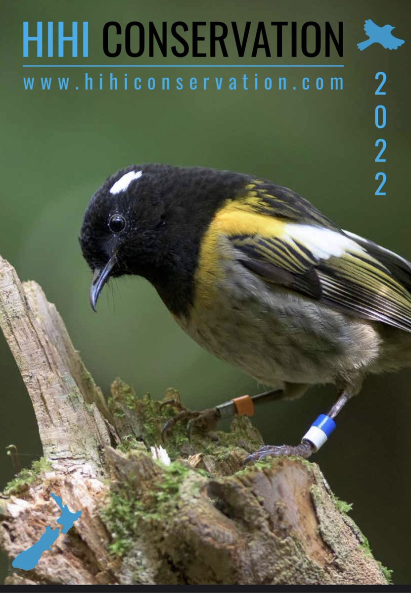 Another massive effort for hihi - check our latest recovery efforts hihiconservation.com/wp-content/upl… #HihiRecoveryGroup #HihiConservationCharitableTrust <a href="/ZSLScience/">ZSL Science</a> <a href="/docgovtnz/">Department of Conservation</a> <a href="/ZEALANDIA/">Zealandia Te Māra a Tāne</a> @Maungatautari1 <a href="/Island_song_nz/">Project Island Song</a>