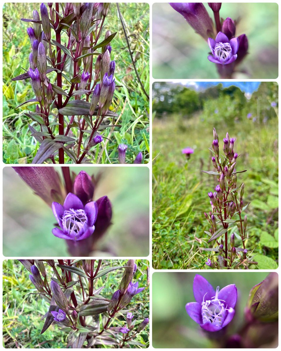 botany_beck's tweet photo. @NatureLark Happy to see lots at the weekend 😊💜 https://t.co/EBVU17CTGU