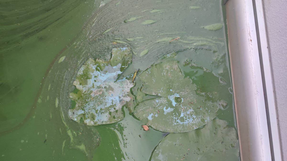 canotika's tweet photo. 29 août 2022 et toujours la rivière mal en point ce matin grosses tâches de #cyanobacteries et premiers cadavres de mouettes et pigeons au port de plaisance.@chateau_gontier @lamayenne prudence extrême pour les activités nautiques.locations nautiques fermée pour les non encadrés. https://t.co/20OZqjSCIe