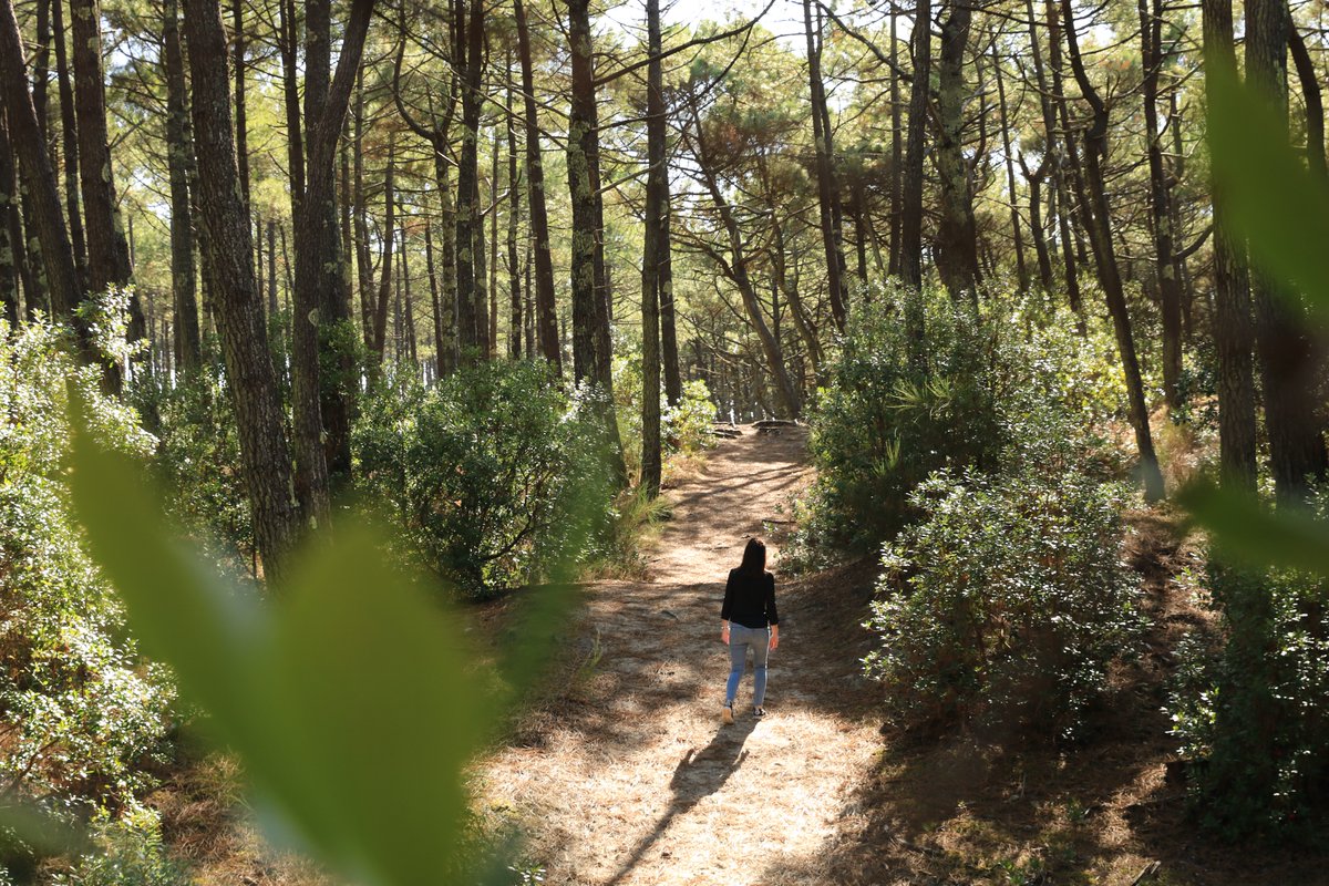 Les Landes tweet media