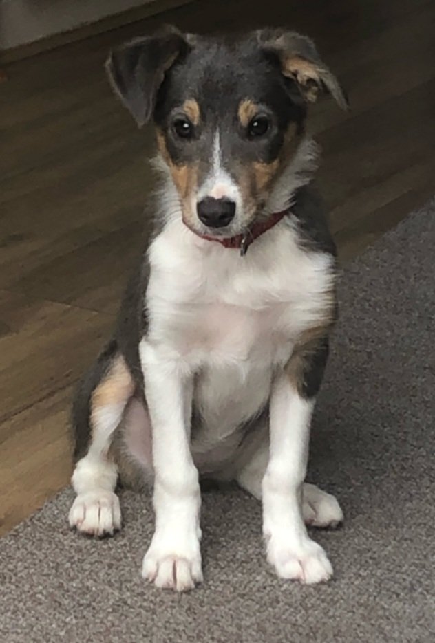 CarolDillon29's tweet photo. She's growing up too fast #colliepup #DogsofTwittter https://t.co/DvrAkQHJeb