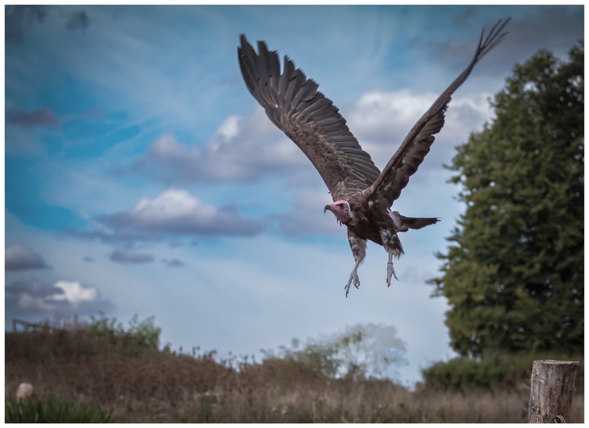 Privatechappas's tweet photo. Seen something @HawkConservancy 

Absolute brilliant day out at the Andover hawk conservancy,I actually found the displays with the music quite emotional #vulture #birds https://t.co/TFe3rjRXit
