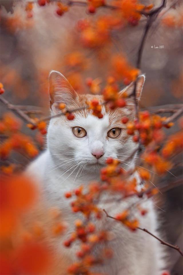 Princes05808656's tweet photo. 🍑🐈☀️🍑🐈☀️🍑🐈☀️🐈🍑
Good morning dear friends. 
🍑🐈☀️🍑🐈☀️😊🤗😘
And a pleasant Monday https://t.co/2HNiOWs0Bo