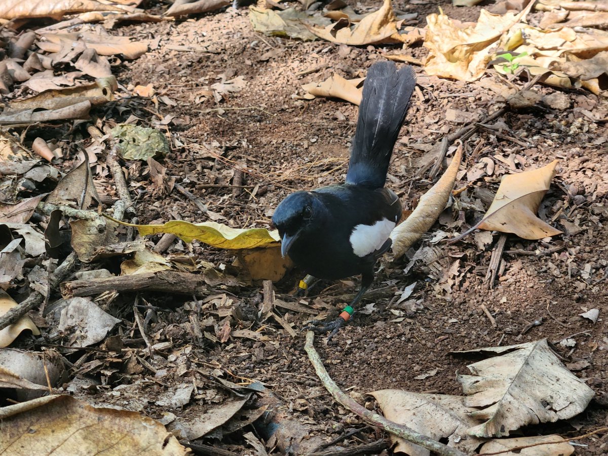ICSSeychelles's tweet photo. Our efforts continue to maintain and save the population of Seychelles Magpie Robin (Copsychus sechellarum) on Aride Island Special Nature Reserve. Whilst on other islands of Seychelles this species thrives, on Aride only a handful remains. #Aride #MagpieRobin #conservation https://t.co/08lYy08Hxj