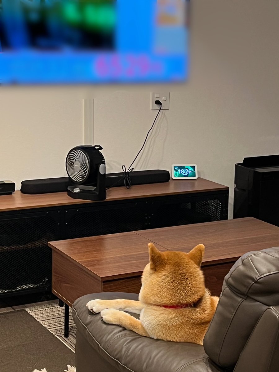shibainu_ponta's tweet photo. 何してるのかなと思ったら、テレビを見てたらしい🐶📺 https://t.co/y2iV5duM4t