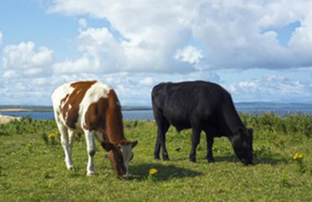 qmscotland's tweet photo. #CattleFarmers, please support the Government’s plan to eradicate BSE and get BSE negligible risk status by completing this 10 min survey and providing information about cattle feed storage on your farm - https://t.co/sRFh4ZDN2t https://t.co/JukFRQWVmp