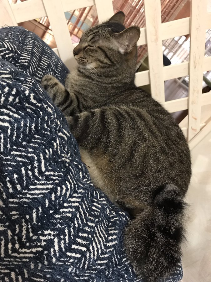 ねこかふぇ ププミニョン ヨコスカイチバン は横須賀のお店ポータル レストラン グルメ ホテル 海軍カレー ネイビーバーガー 地産地消 横須賀 名物などのショップ情報 不動産やリフォーム美容院などの住まいや生活情報が満載