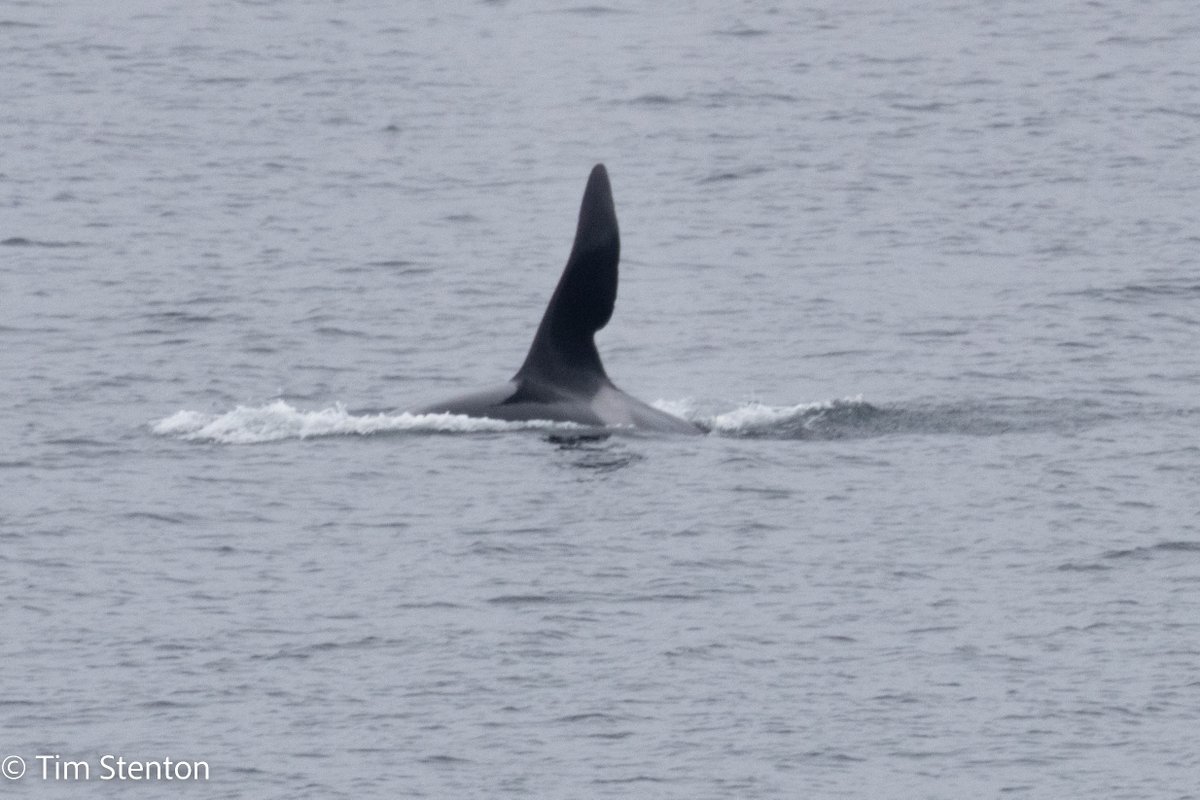 timstenton's tweet photo. The most iconic of all Orca seen in UK (and other) waters - the male John Coe with his distinctive dorsal fin. Seen in The Minch between Ullapool and Stornoway yesterday at around 12:30 28 Aug-22. #orca #johncoe @whalesorg @whales_org @BBCSpringwatch @BBCHighlands https://t.co/E1HR42r6S0