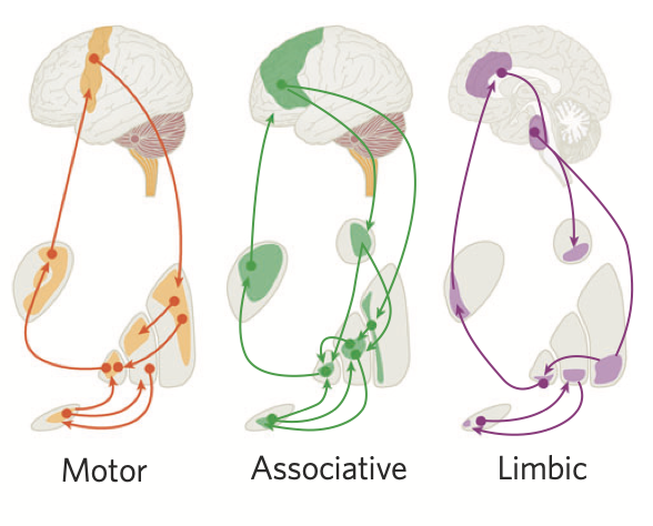Neuropsychopharmacology tweet media