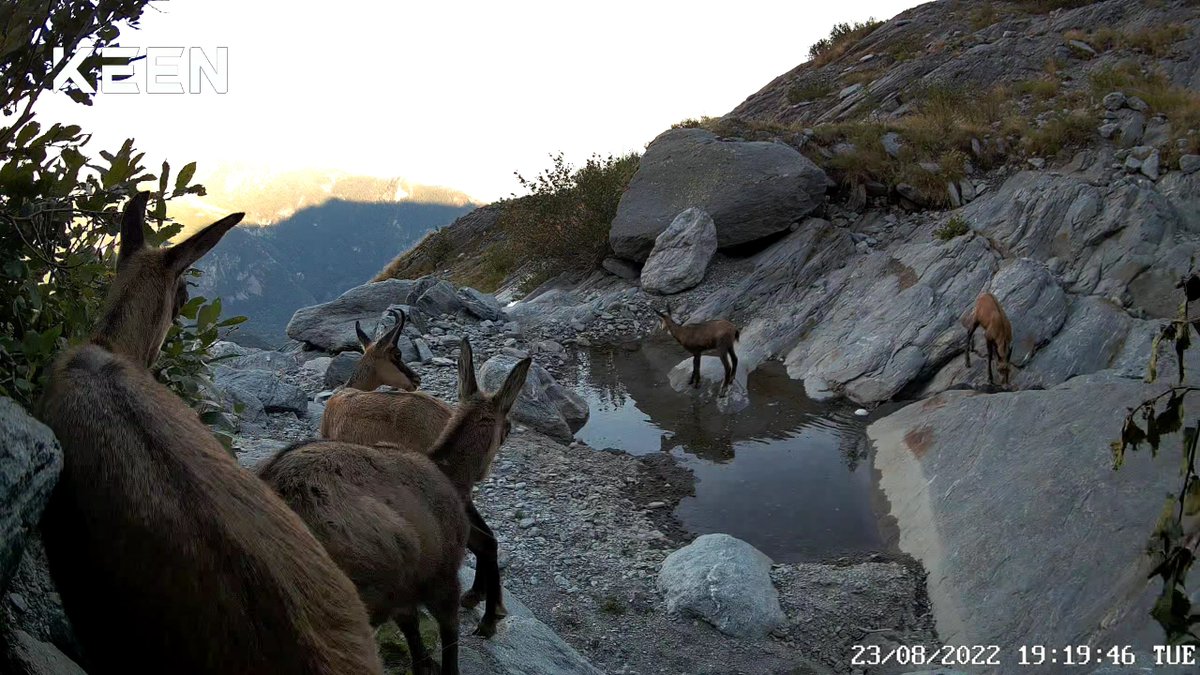 keencamofficial's tweet photo. What a harmonious scene captured by the KEEN RANGER PT trail camera.
Cr. fototrappolaggio_trailcamera
#keencamera #reolink #reolinkcaptures #wildkamera #wildlife #wildlifephotography #gamecamera #huntingcamera #fototrappola #fototrampeo #trekking #nature #hunting #river #land https://t.co/buYKCrPZpP