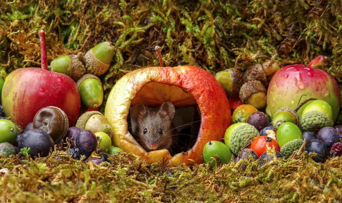 simon_dell_tog's tweet photo. Good morning twitter people . welcome to the world of "George the mouse in a log pile house" wild and free mice that I care for in my English garden . find us also on fb -insta and youtube https://t.co/yg4h297wIM