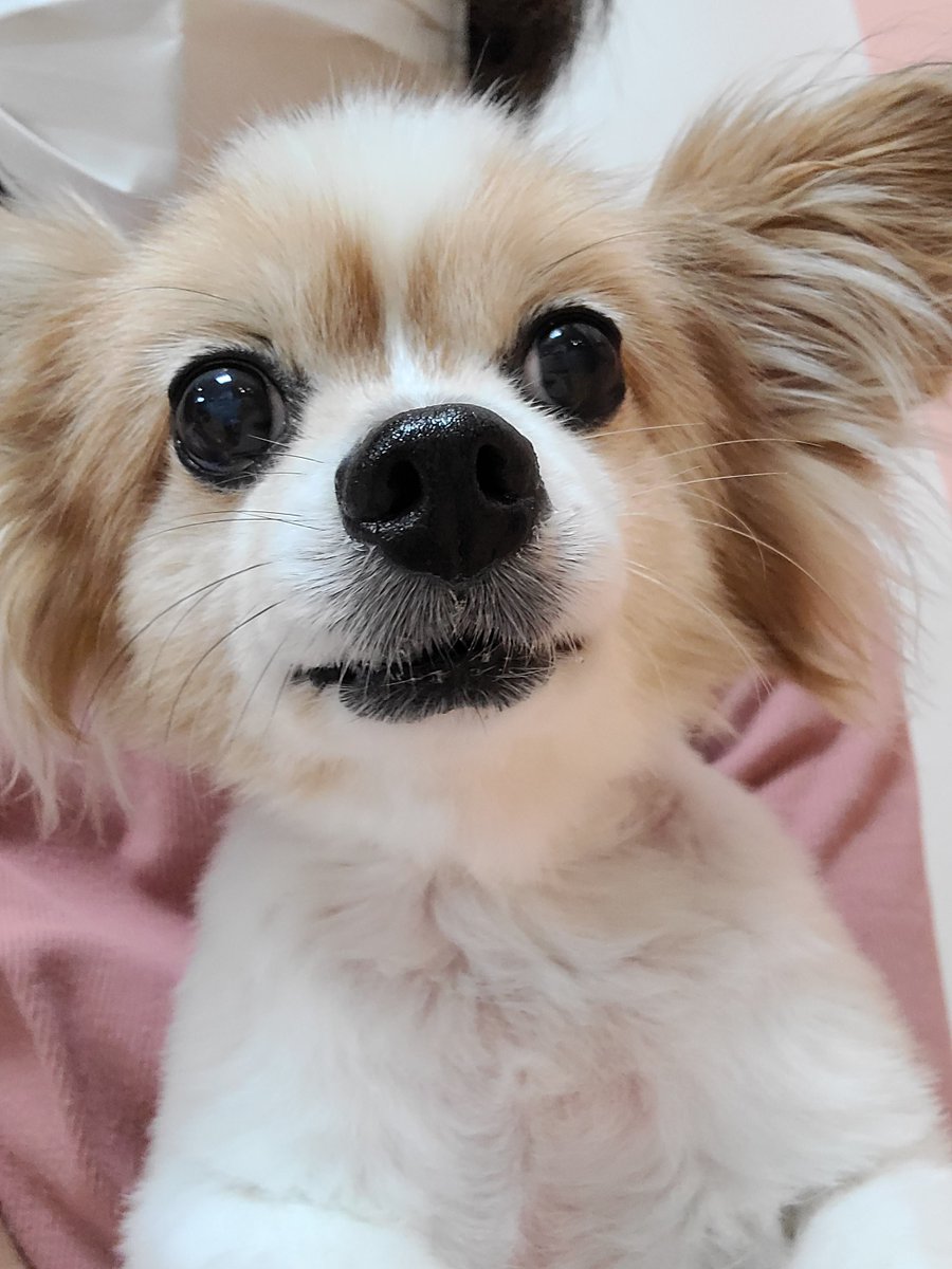 RUIMM0901's tweet photo. こんばんは〰️🐶🥰
点滴来たよ〰️🐶
今日は雨☔ふってます
だからかなぁ？すいてて待合室で待ってます🐶
がんばるね〰️🐶✌️
でへ🐶🥰 https://t.co/p7f42ddeBO