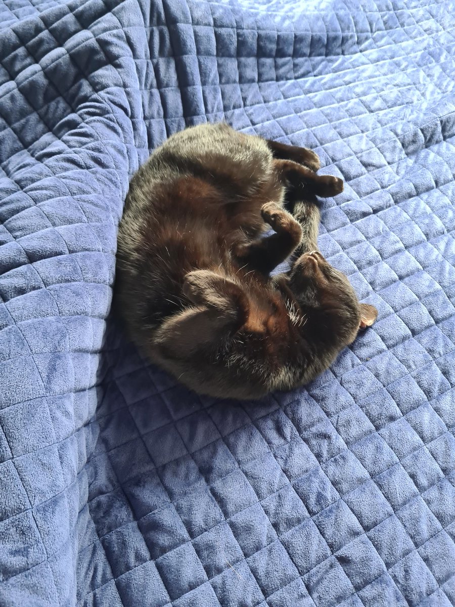 KaebolA's tweet photo. We love a bank holiday don't we LeeLou? 😻😽😹 https://t.co/KNtASn6aLk