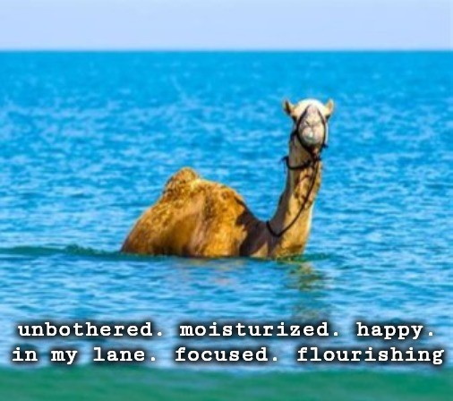ironicallyXBT's tweet photo. @alCamel77 gm camel. Hope this you today https://t.co/S0Jasv0Zz5