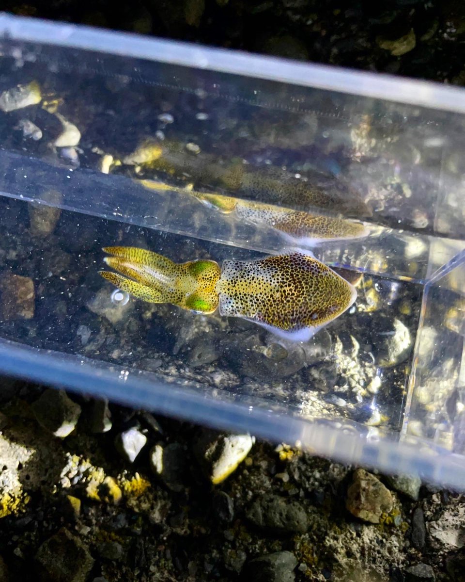 arishin_fishing's tweet photo. アオリイカの子供👶
※8月の始めに採取したものです
可愛い😍
餌をいっぱい食べて大きくなって欲しい
秋のエギングは子イカが好奇心旺盛で数釣りが楽しめます🎣
特に足元まで餌木を追いかけてくる機会も増え、サイトエギングが面白い時期です😄
#秋イカ #アオリイカ #エギング #squid
#ovalsquid https://t.co/b00WEKcx8s