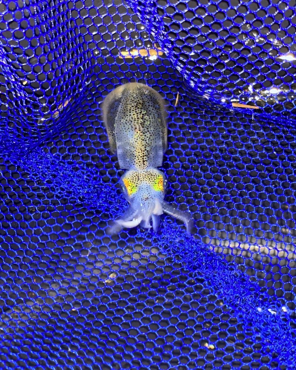 arishin_fishing's tweet photo. アオリイカの子供👶
※8月の始めに採取したものです
可愛い😍
餌をいっぱい食べて大きくなって欲しい
秋のエギングは子イカが好奇心旺盛で数釣りが楽しめます🎣
特に足元まで餌木を追いかけてくる機会も増え、サイトエギングが面白い時期です😄
#秋イカ #アオリイカ #エギング #squid
#ovalsquid https://t.co/b00WEKcx8s