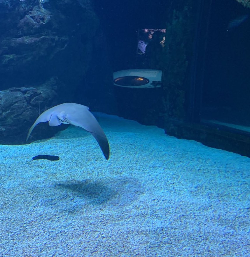 Rafael Domínguez Acemel (@rdacemel) on Twitter photo A nice way to come back from holidays, sharing my thoughts on genome organisation and evolution in the #BIOME PhD retreat in <a href="/Aquazoo0211/">Aquazoo Löbbecke Museum</a>. Nice to enjoy skates and rays live again! Thanks to <a href="/AnaicasasU/">Ana I Casas</a> and <a href="/NeuroEssen/">Neurologie Essen</a> for the invitation. A nice way to come back from holidays, sharing my thoughts on genome organisation and evolution in the #BIOME PhD retreat in <a href="/Aquazoo0211/">Aquazoo Löbbecke Museum</a>. Nice to enjoy skates and rays live again! Thanks to <a href="/AnaicasasU/">Ana I Casas</a> and <a href="/NeuroEssen/">Neurologie Essen</a> for the invitation.